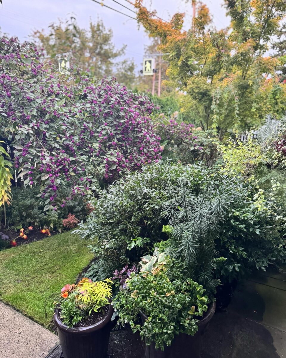 foliage plants in containers in front of large shrub with purple berries