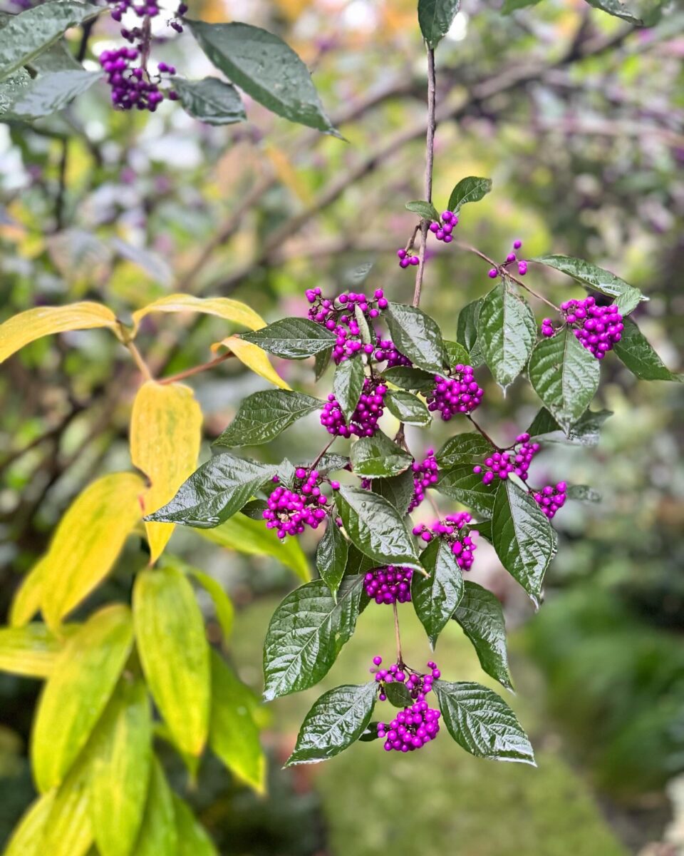 close up of beautyberry