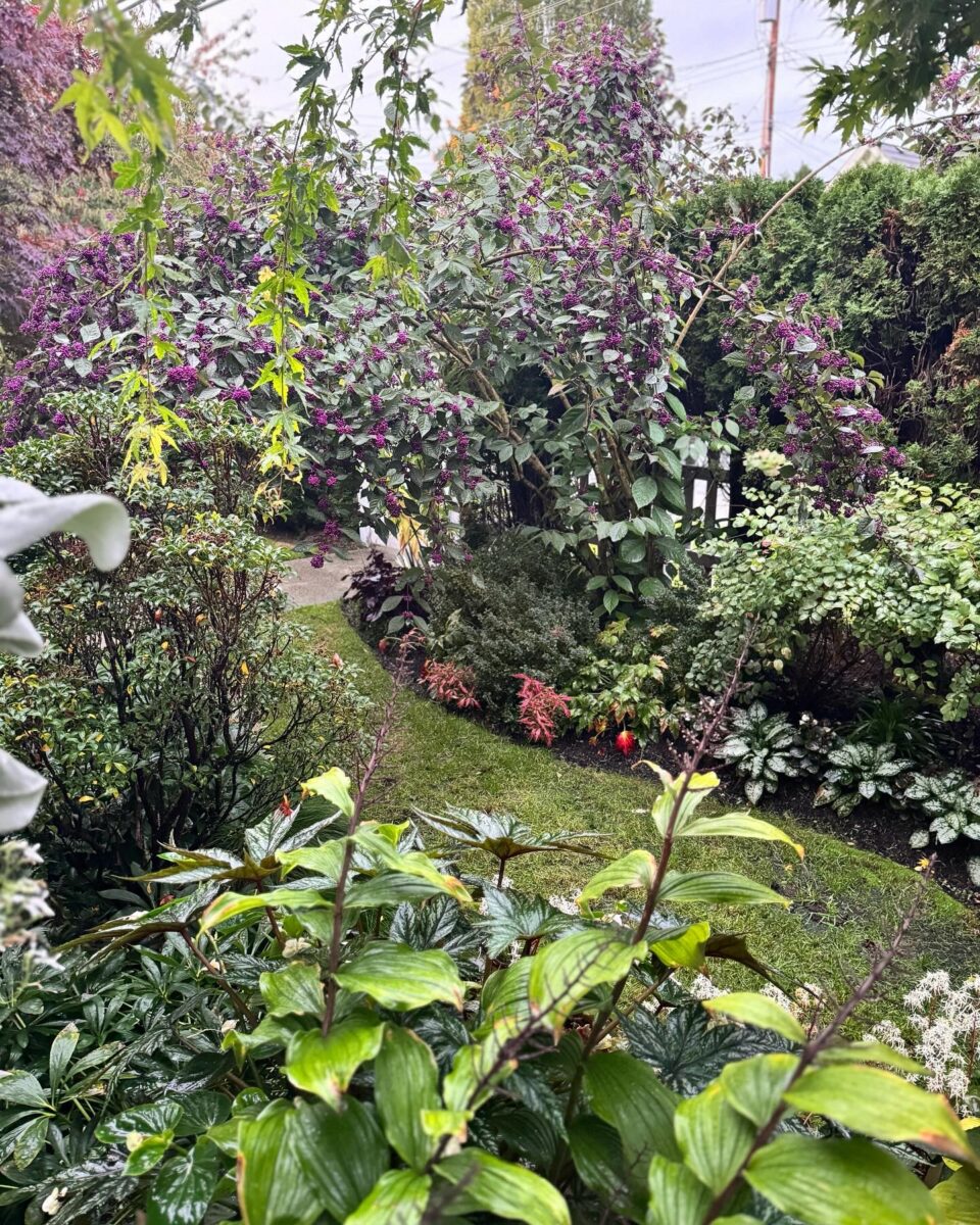 wide view of fall garden with purple berries and lots of foliage plants