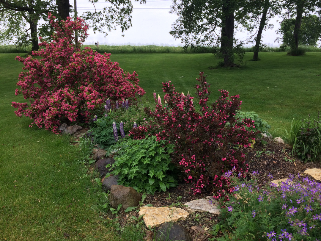 garden bed with bright pink and purple flowers