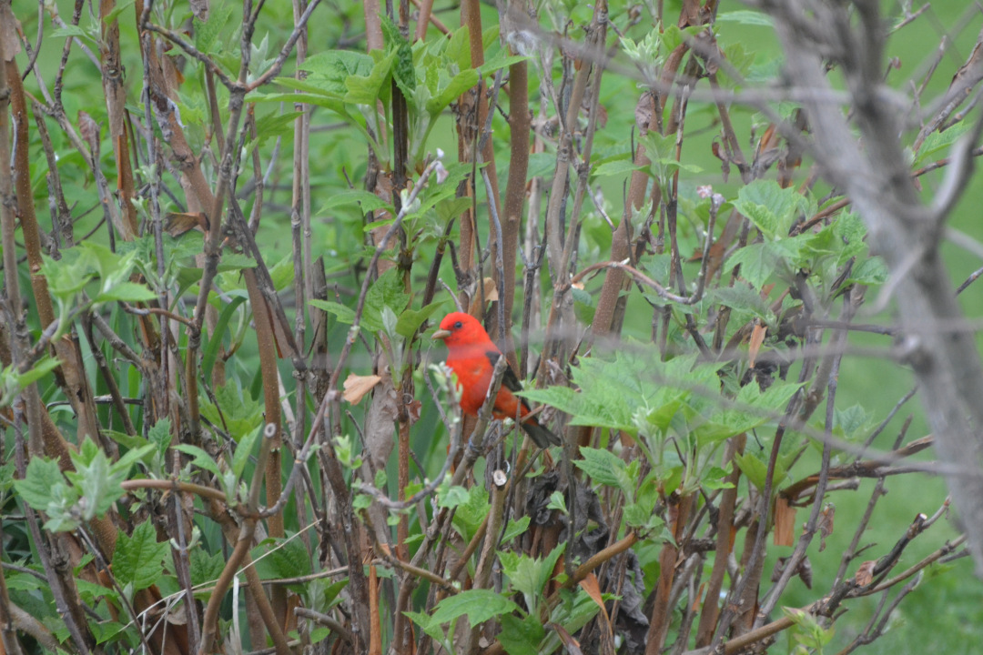 red bird in the middle of a shrub starting to grow new leaves