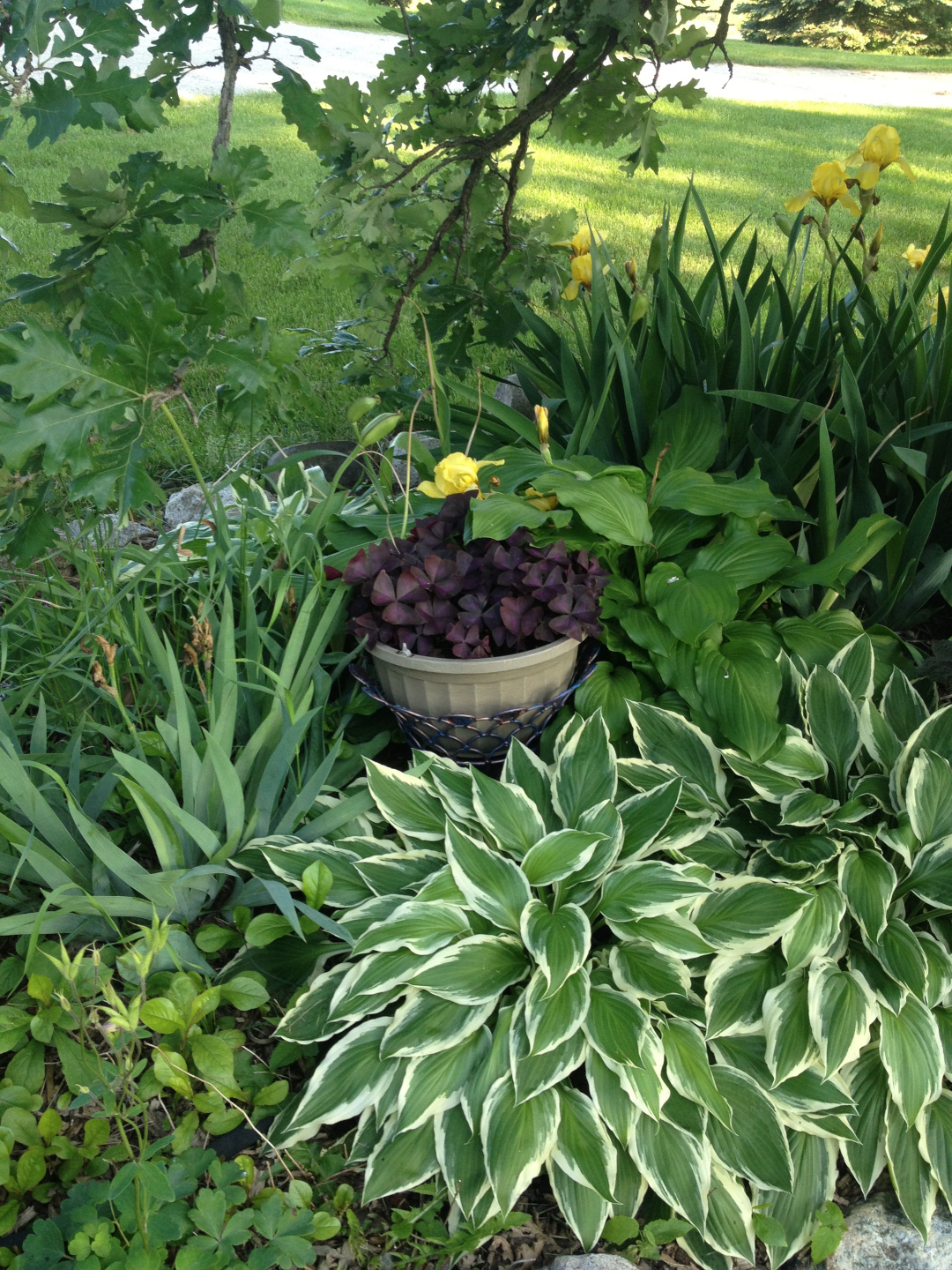 various foliage plants in a shade garden