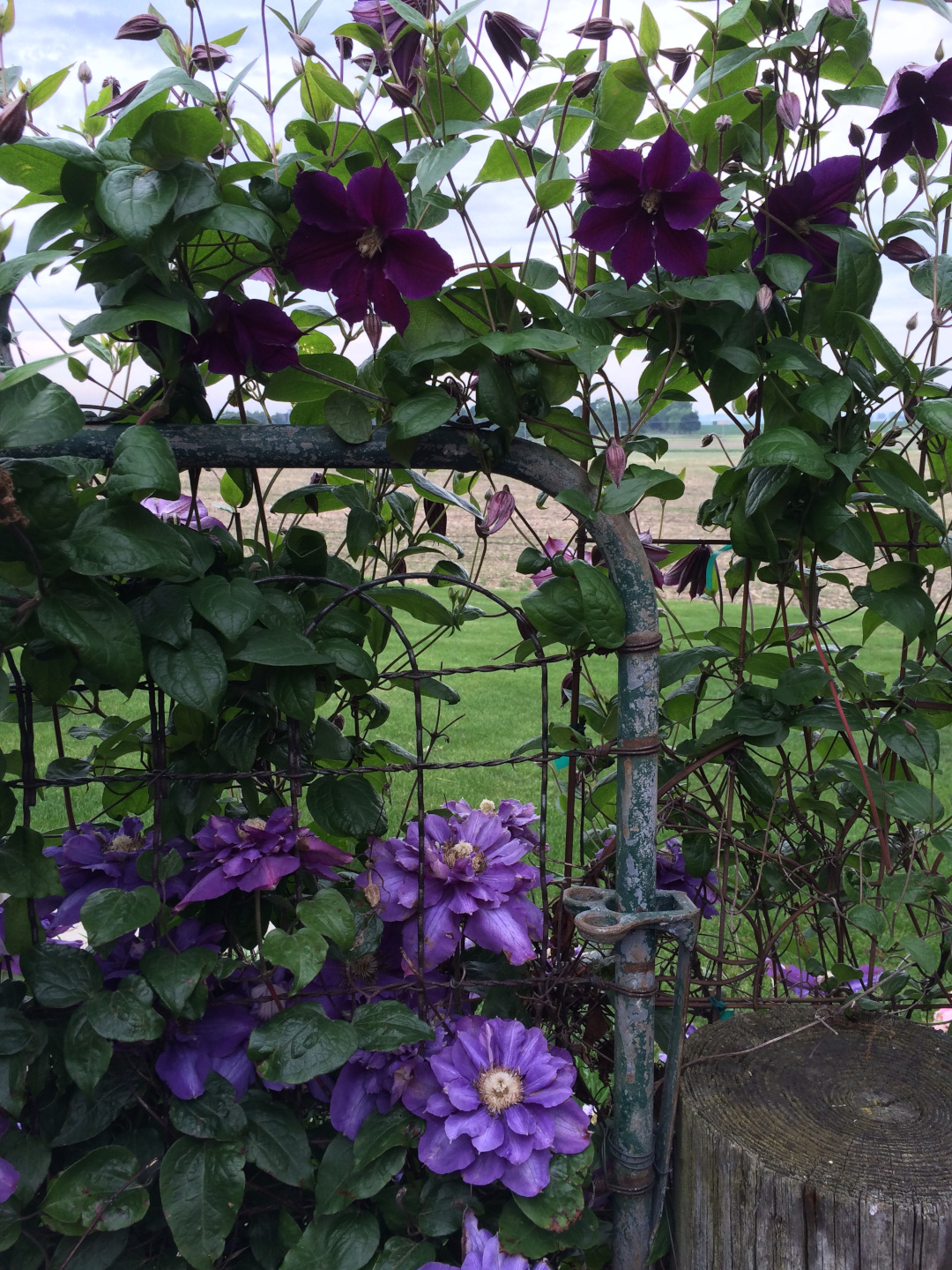 close up of purple clematis