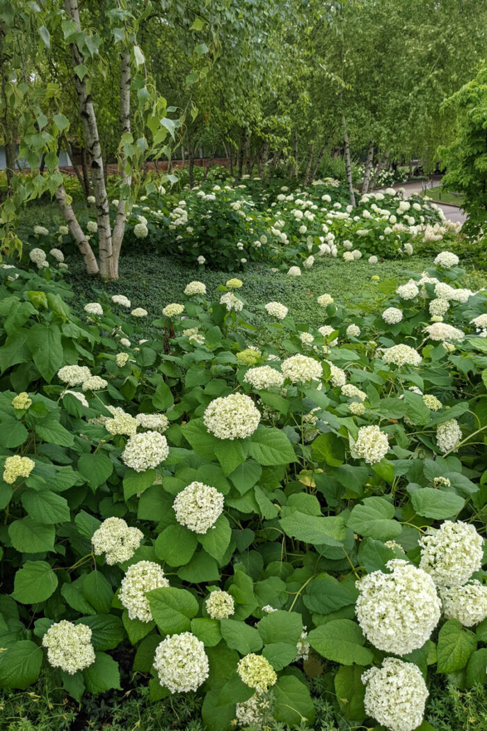 Smooth hydrangea
