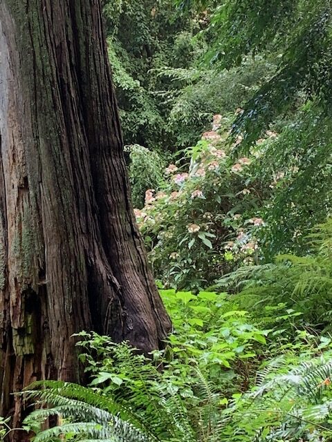 large tree trunk in front of a hydrangea