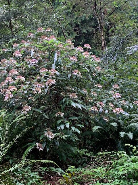 close up of hydrangea with pink flowers