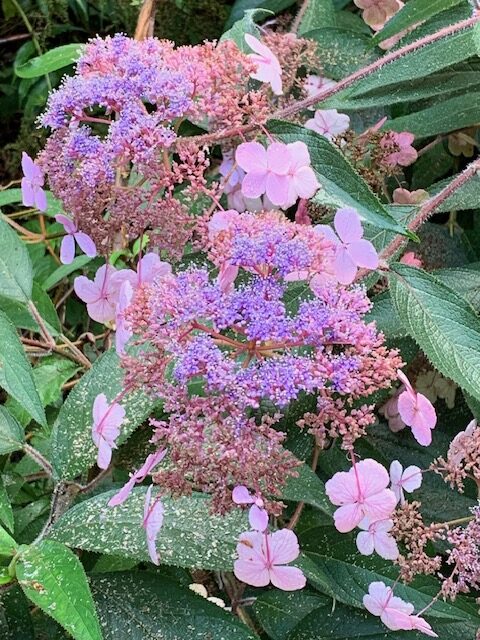 close up of pink hydrangea flower