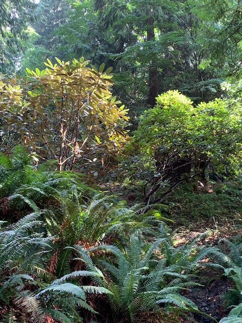 ferns and other evergreen plants