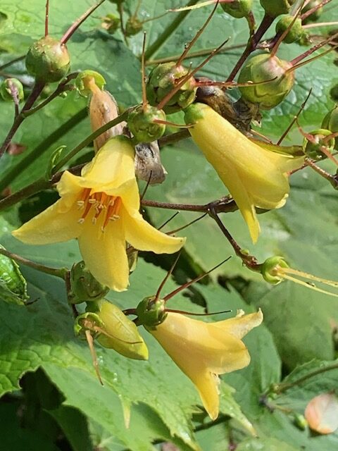 close up of yellow bell-shaped flowers