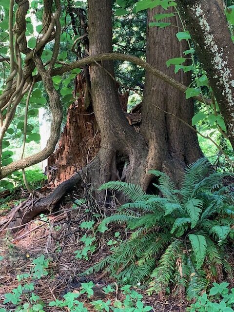 large fern growing at base of trees