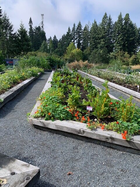 vegetable garden with long raised beds