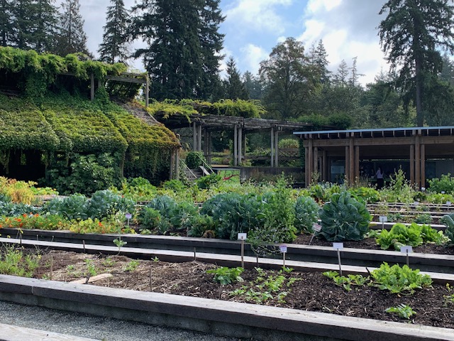 vegetable garden with raised beds and structures covered in vines