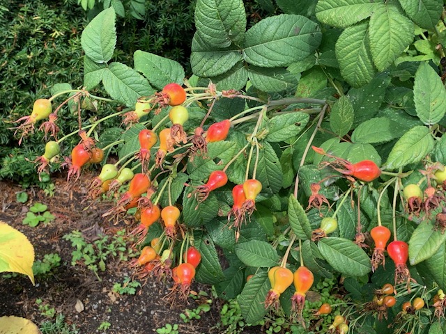 close up of rose hips