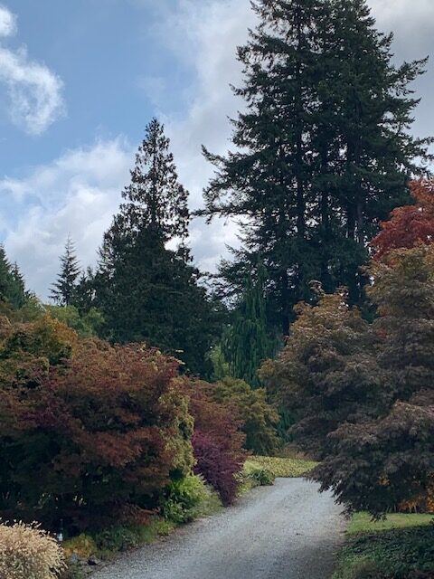 trees and shrubs with fall foliage