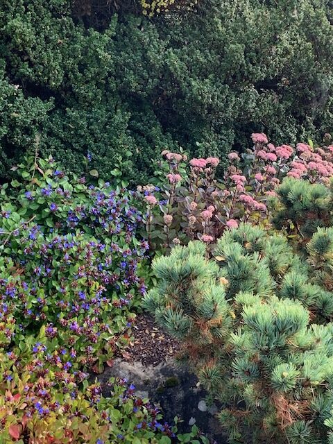 close up of flowering shrubs