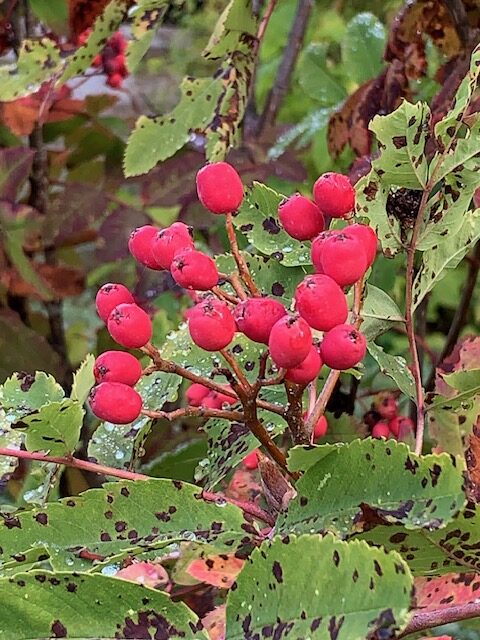 close up of mountain ash fruit