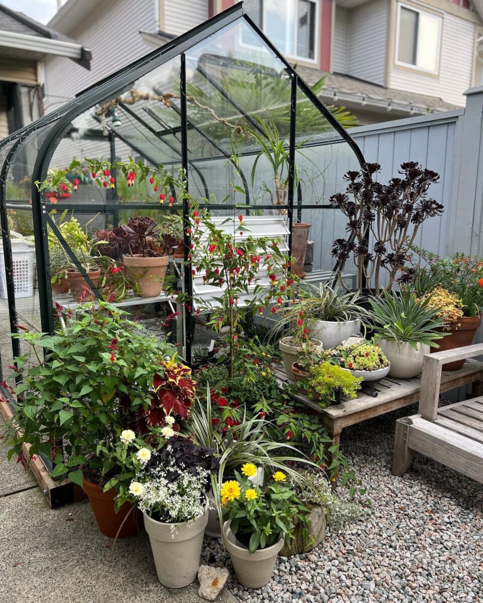 small DIY greenhouse filled and surrounded by container plantings