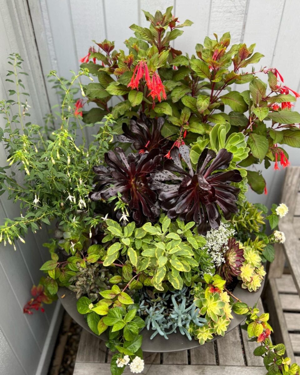 close up of container planted with colorful foliage and flowers