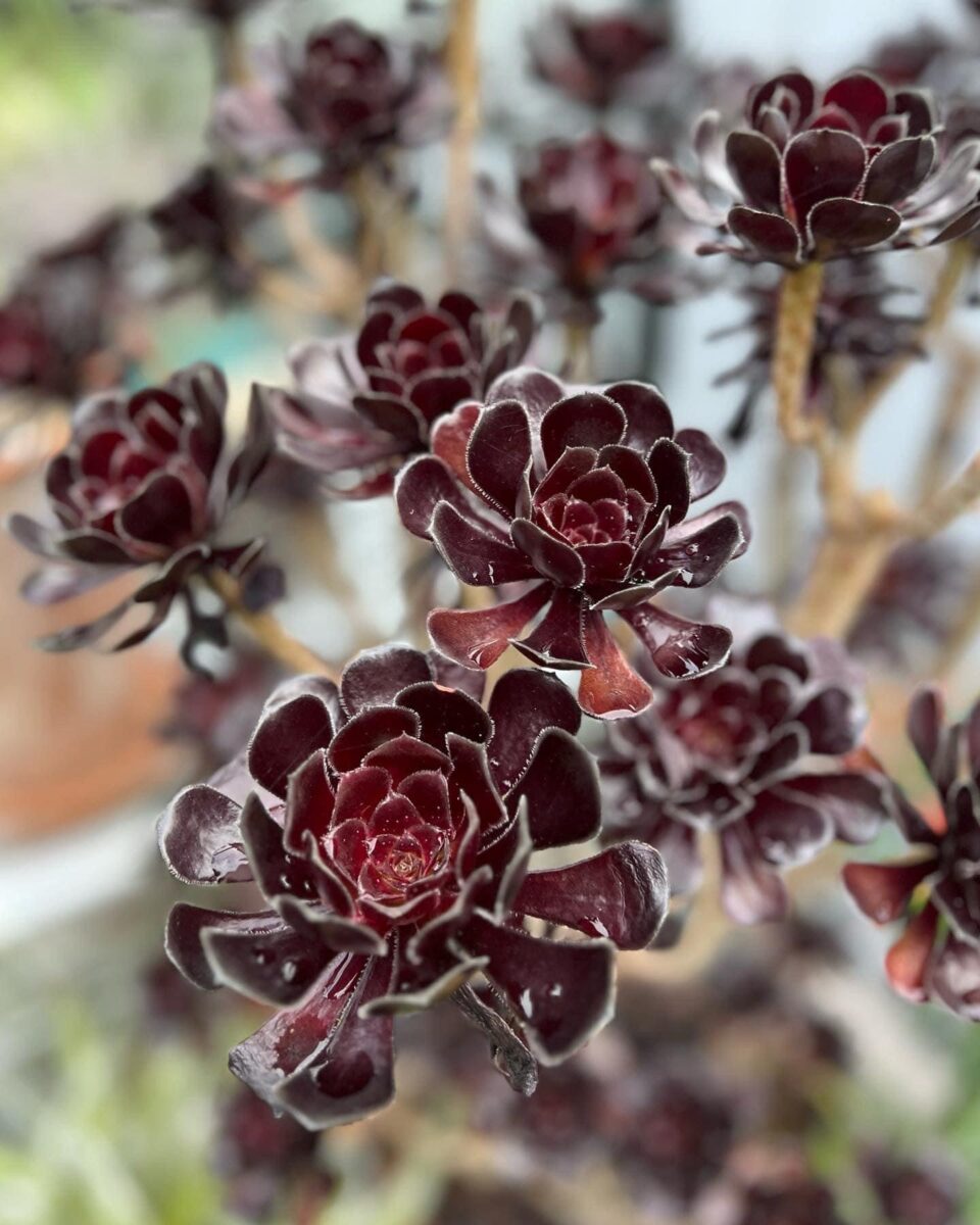 close up of dark red Aeonium