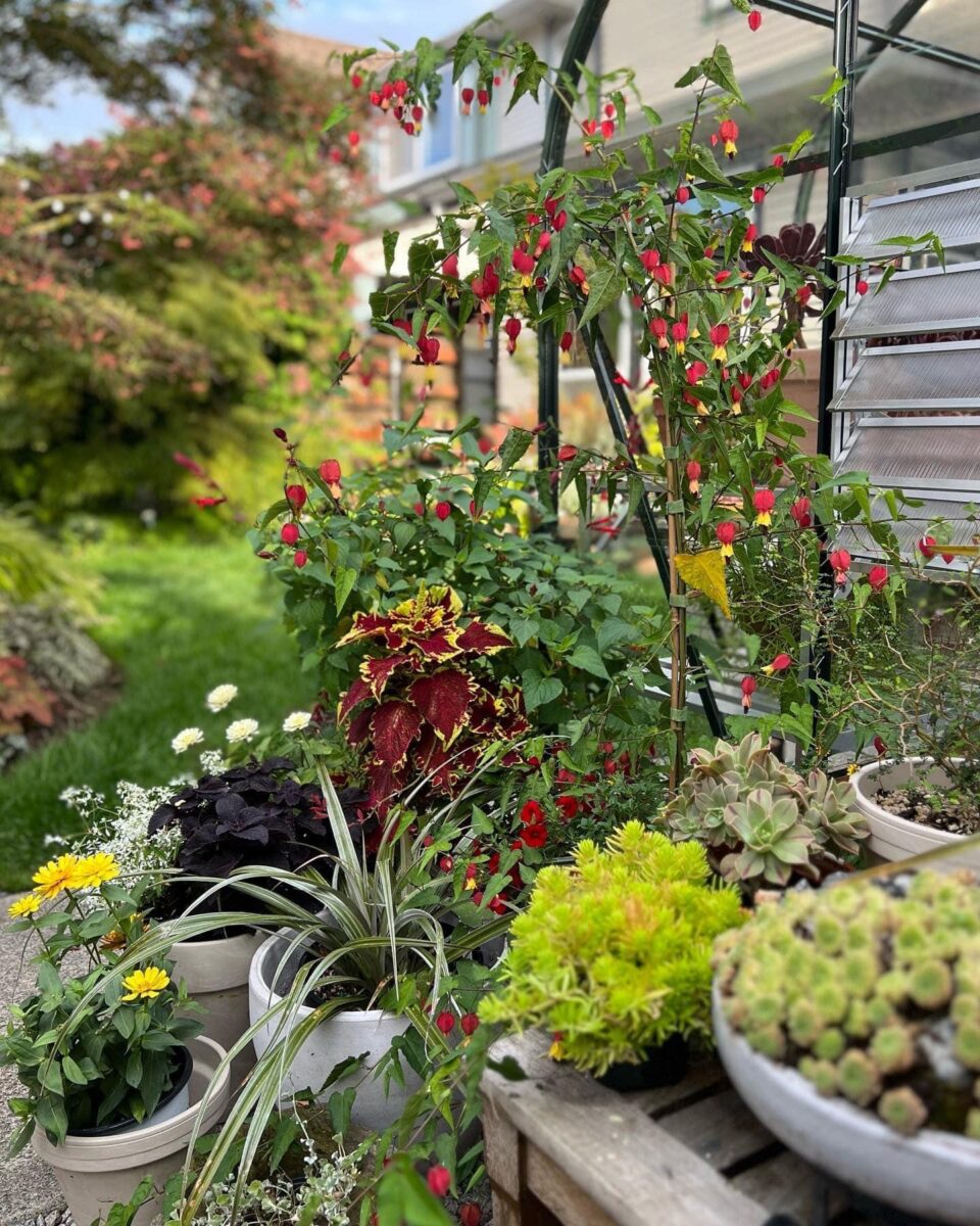 close up of various plants in containers