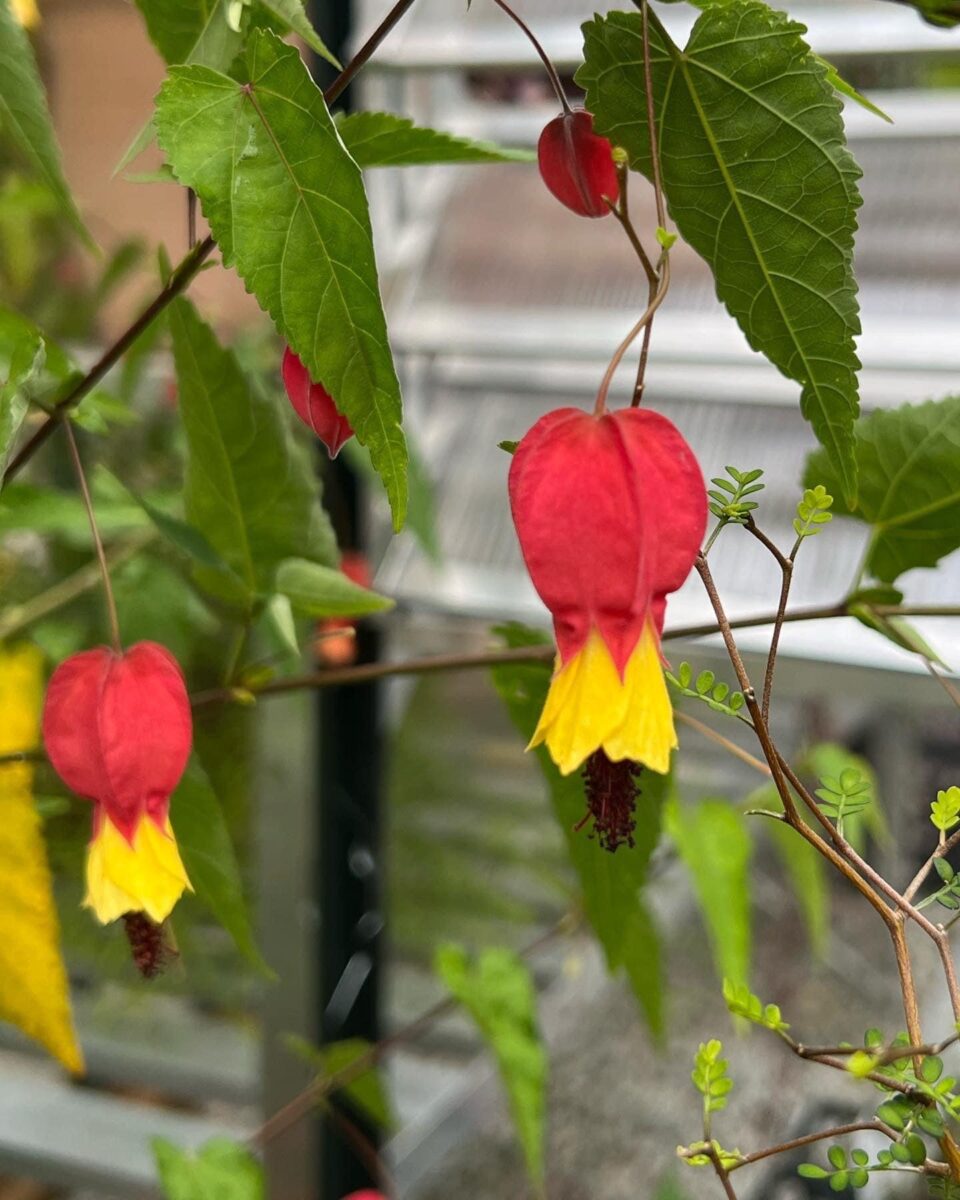 close up of bright red and yellow Abutilon megapotamicum flowers