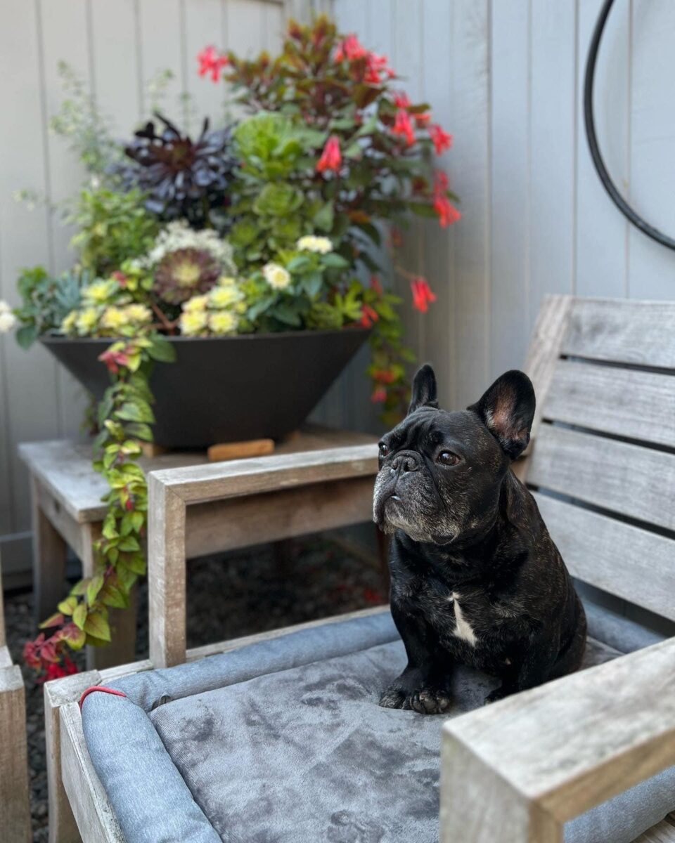 French bulldog sitting in the garden