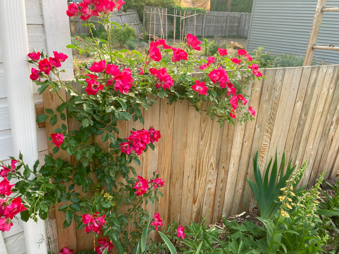 plant with bright pink flowers climbing up a fence