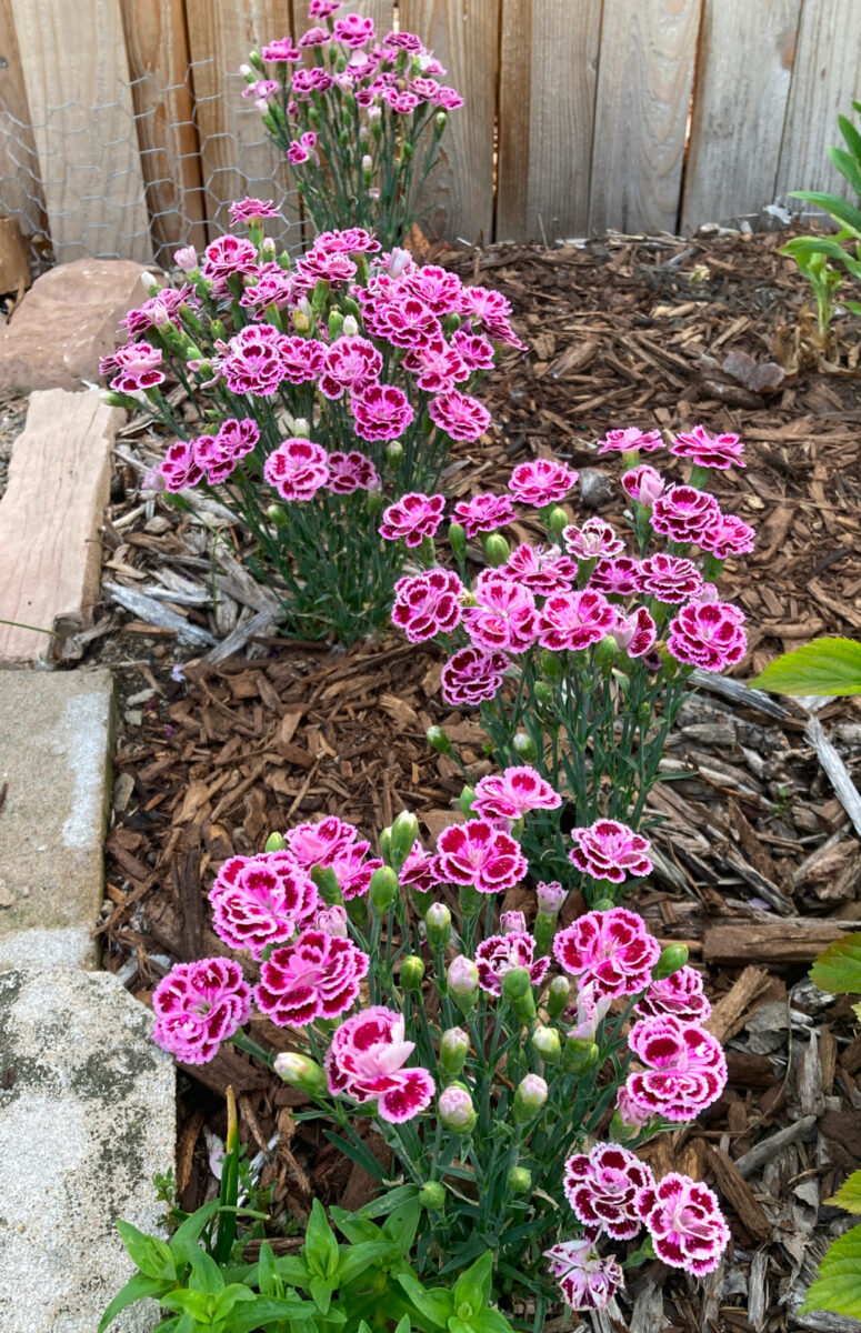 close up of bright pink dianthus flowers