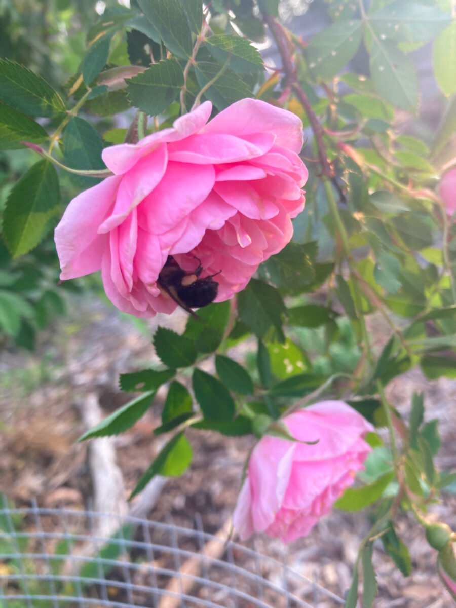 close up of bumblebee in bright pink rose