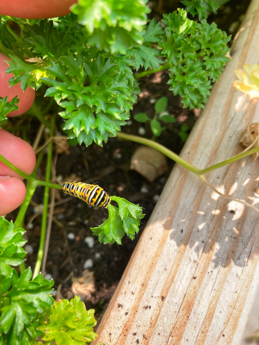 caterpillar on parsley plant