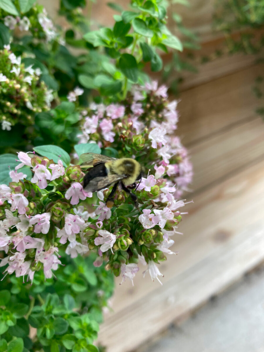 bumblebee on small pink oregano flower