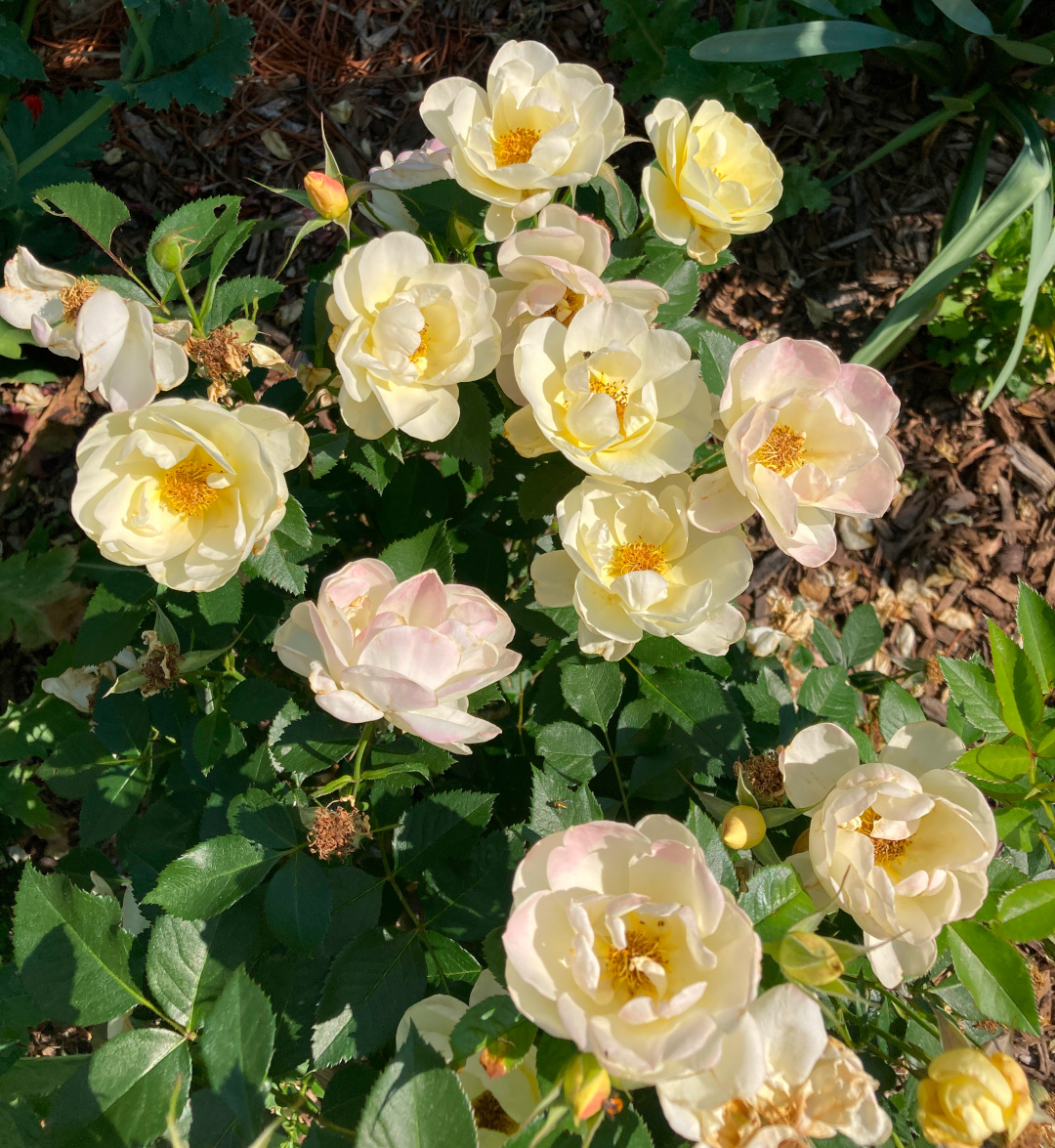 close up of light yellow and pink roses