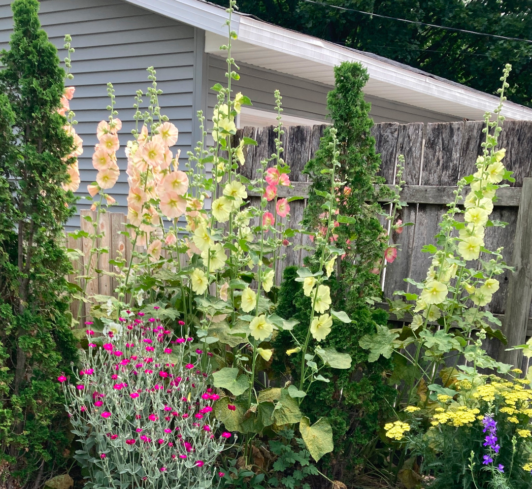 hollyhocks and other summer flowers