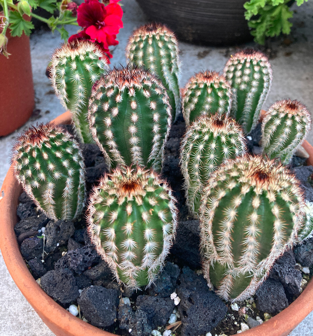 cactus in a container