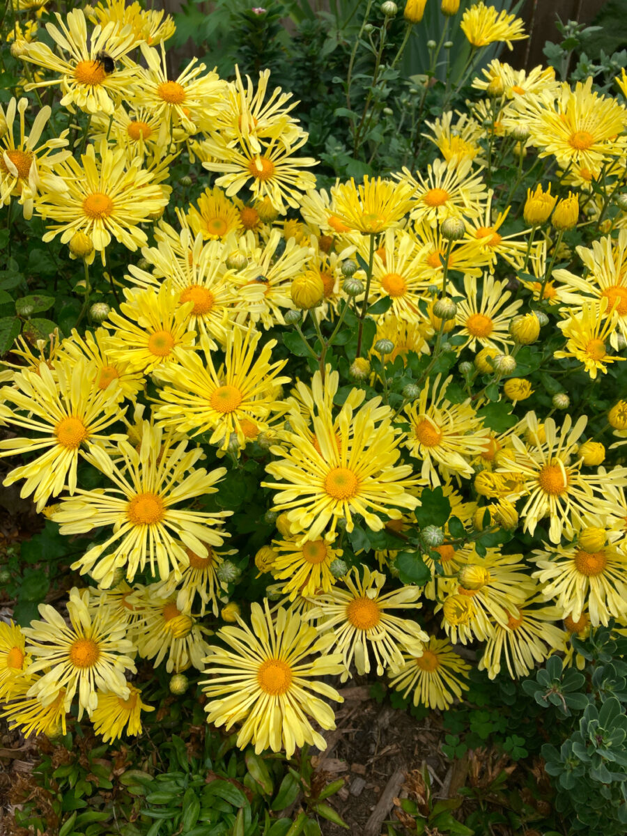 close up of yellow Chrysanthemum flowers