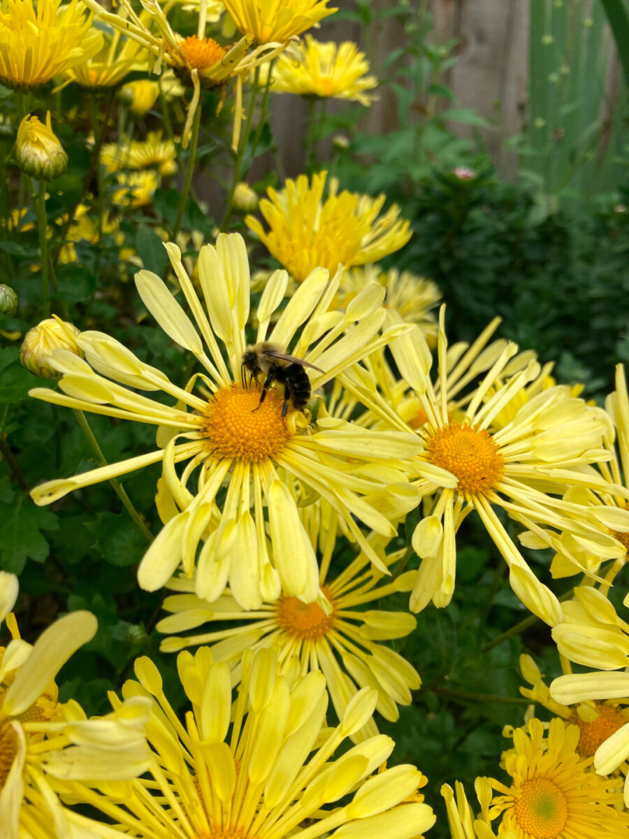 bumblebee on yellow flower