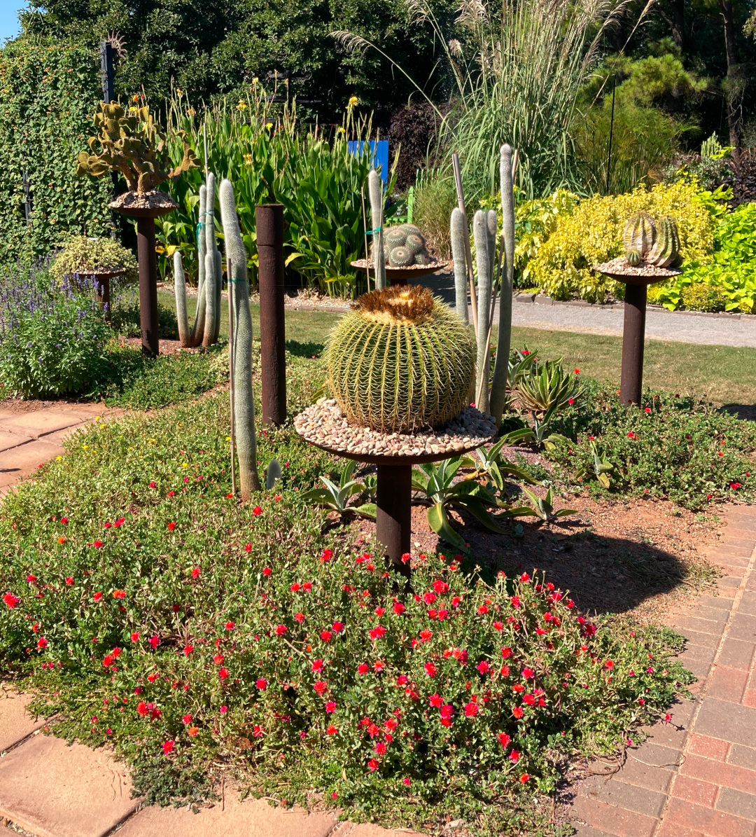 garden with various cacti and low-growing plants