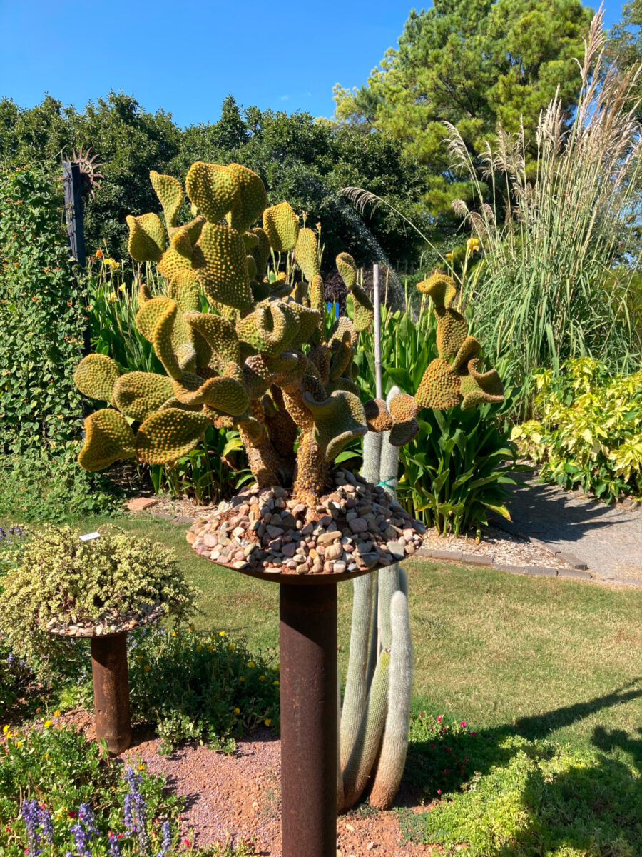 cactus in a dish planter on a pedestal