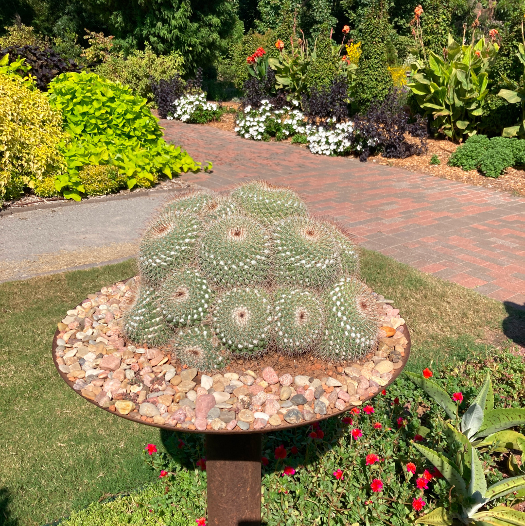 close up of another cactus in the garden