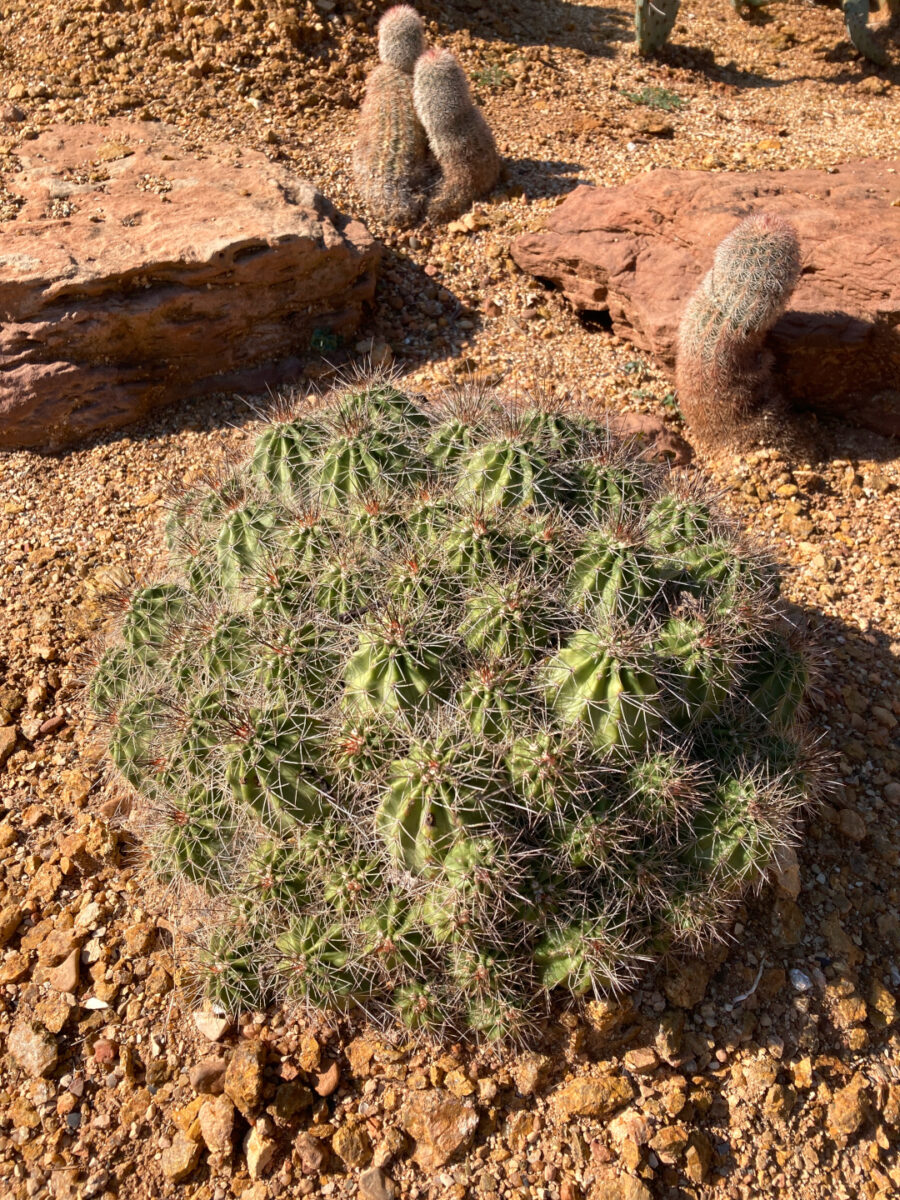 close up of hedgehog cactus