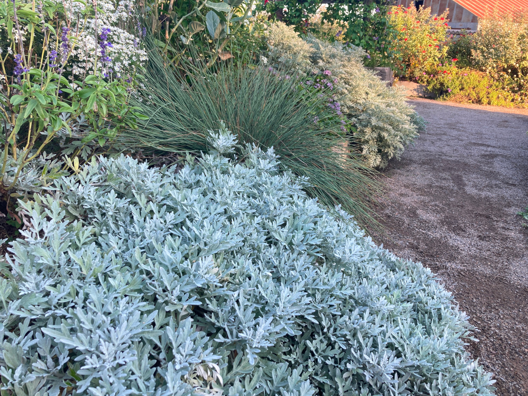 close up of garden bed with silver foliage plant