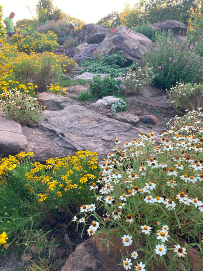 rock garden with lots of white and yellow flowers