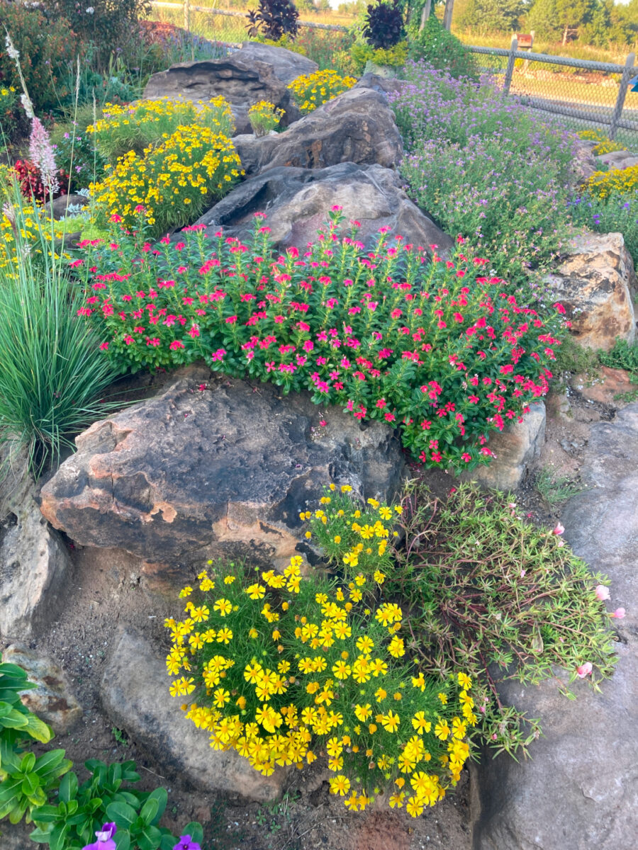 close up of rock garden with bright yellow and pink flowers