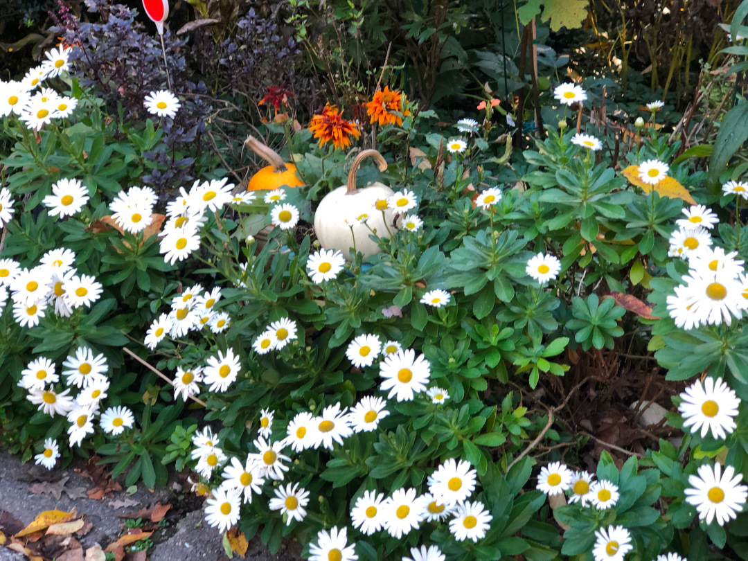 small pumpkins in the middle of a plant with white flowers