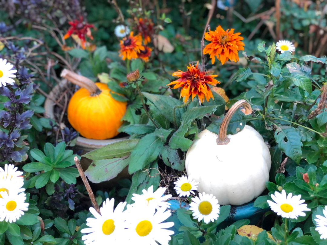 small white and orange pumpkins with orange and white flowers around