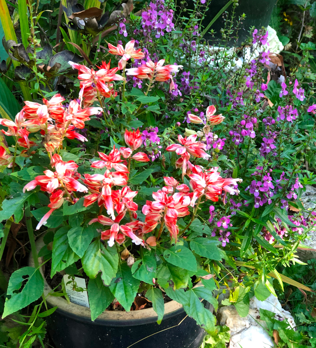 red and purple annual flowers in a container