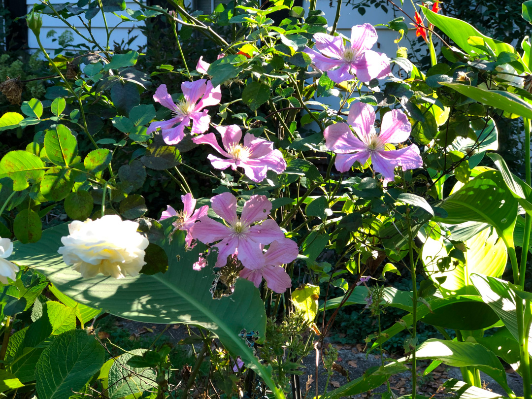 close up of pink clematis with white roses