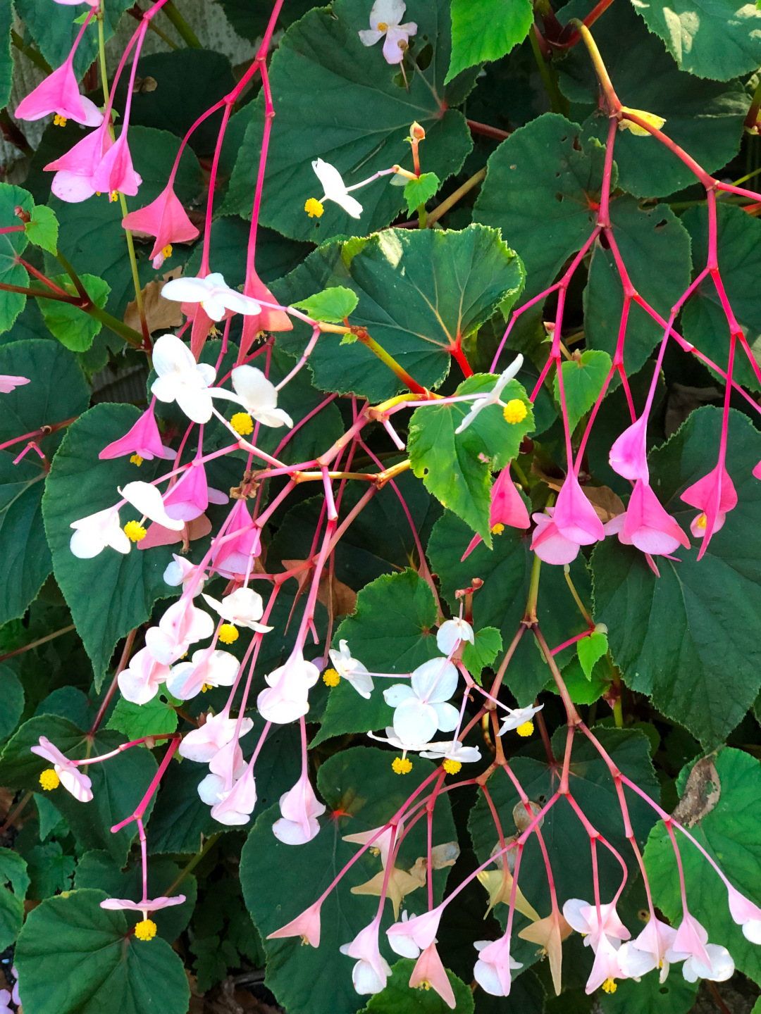 close up of hardy begonia's pink flowers 