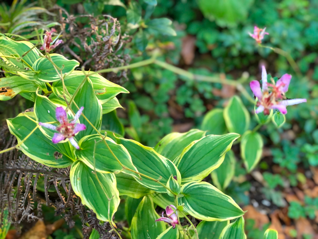 close up of Toad lily with variegated foliage and pink flowers