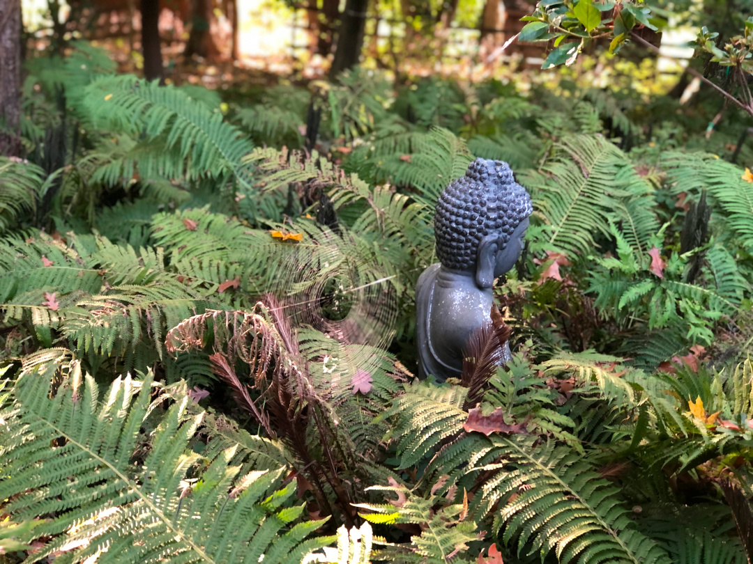 buddha statue in the middle of a large planting of ferns